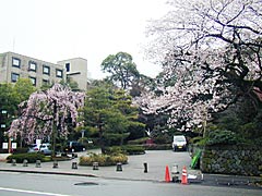 白鳥路の桜の画像