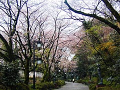 白鳥路の桜の画像
