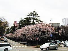 広坂の桜の画像