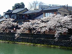 主計町の桜の画像