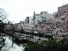大手掘の桜の画像