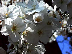 松月寺の桜の画像