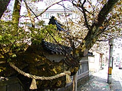 松月寺の桜の画像