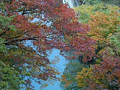 手取峡谷の紅葉の画像 濁澄橋から
