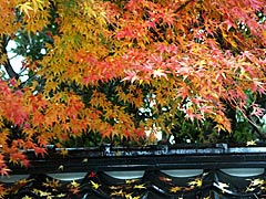 国泰寺（寺町寺院群）の紅葉の画像 