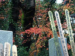 立像寺（寺町寺院群）の紅葉の画像