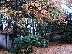 龍渕寺（寺町寺院群）の紅葉の画像