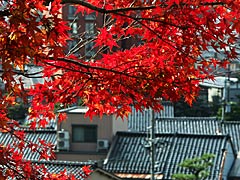 観音院（卯辰山山麓寺院群）の紅葉の画像