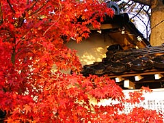 西養寺（卯辰山山麓寺院群）の紅葉の画像