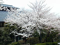 卯辰山工芸工房前の桜の画像 