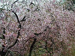 卯辰山の花木園下公園の桜の画像