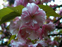 卯辰山の豊国神社近くの八重桜の画像