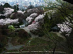 卯辰山の桜の画像