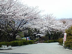 卯辰山工芸工房前の桜の画像 