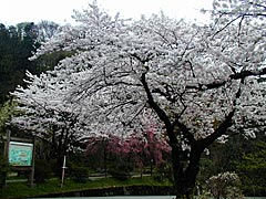 卯辰山花菖蒲園の桜の画像 