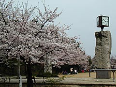 卯辰山の相撲場横グランドの桜の画像 