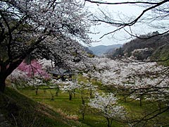 卯辰山の桜の画像