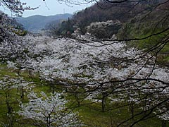 卯辰山の花木園下公園の桜の画像