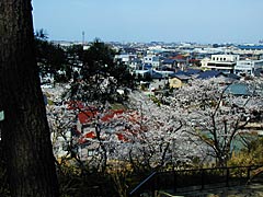 和田山末寺山史跡公園の桜の画像