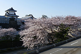 金沢城の桜の画像