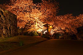 金沢城公園の桜のライトアップの画像