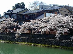 桜の季節の主計町茶屋街の画像
