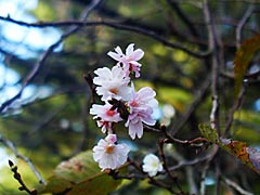 兼六園の十月桜の画像
