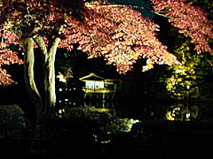 兼六園の紅葉のライトアップの画像