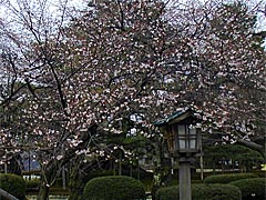 兼六園の冬桜の画像