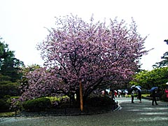 兼六園の熊谷桜の画像