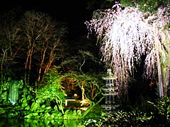 桜の兼六園ライトアップの画像