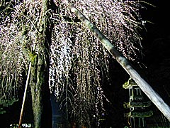 兼六園の桜のライトアップの画像