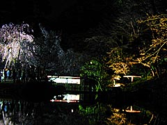 兼六園の桜のライトアップの画像
