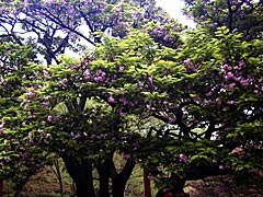 兼六園の菊桜の画像