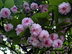 兼六園菊桜の画像
