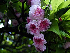 兼六園の菊桜の画像