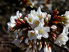 兼六園の旭桜の画像