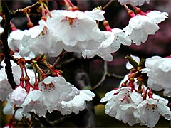 兼六園の桜の画像
