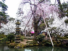 兼六園の桜の画像