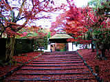 京都の安楽寺の紅葉の画像