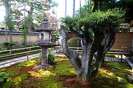 大徳寺の境内（無料区域）の紅葉の画像