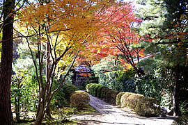 大徳寺の境内（無料区域）の紅葉の画像
