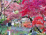 京都の永観堂の紅葉の画像