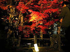 永観堂の紅葉ライトアップの画像
