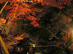 永観堂の紅葉ライトアップの画像