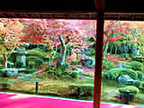 京都の圓光寺の紅葉の画像