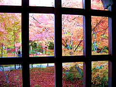 圓光寺の紅葉の画像