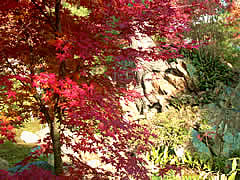 宝厳院の紅葉の画像