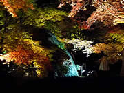 京都の宝厳院の紅葉ライトアップの画像