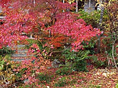 宝筐院の紅葉の画像